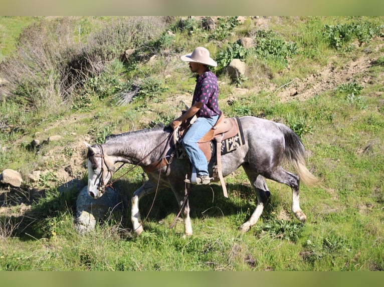 American Quarter Horse Ruin 5 Jaar Schimmel in Tres Pinos