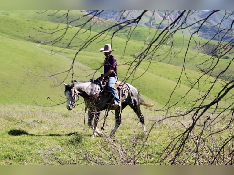 American Quarter Horse Ruin 5 Jaar Schimmel in Tres Pinos