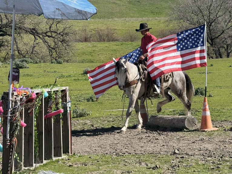 American Quarter Horse Ruin 5 Jaar Schimmel in Tres Pinos