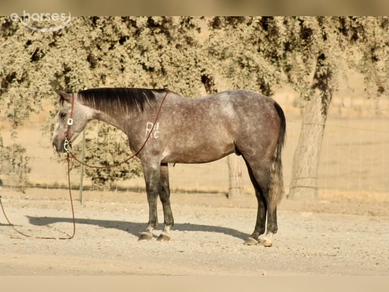 American Quarter Horse Ruin 5 Jaar Schimmel in Tres Pinos