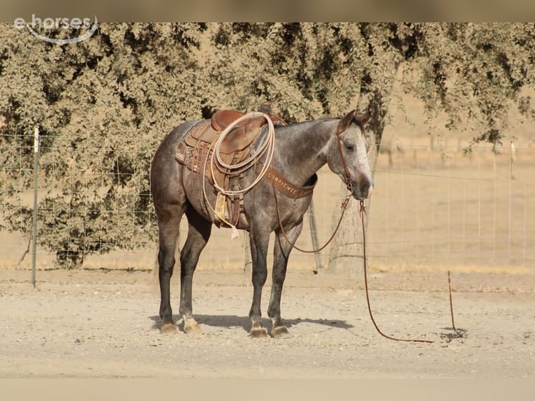 American Quarter Horse Ruin 5 Jaar Schimmel in Tres Pinos
