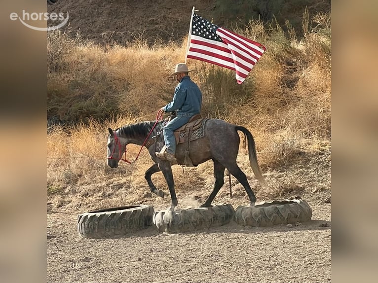 American Quarter Horse Ruin 5 Jaar Schimmel in Tres Pinos