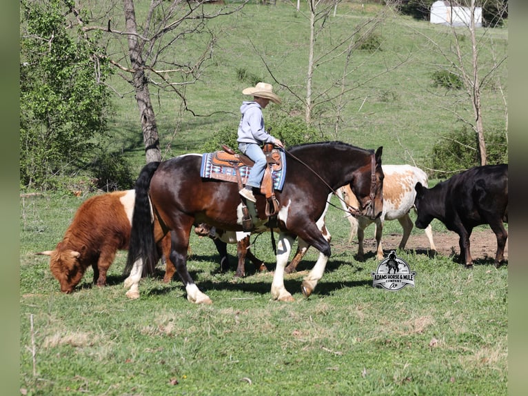 American Quarter Horse Ruin 5 Jaar Tobiano-alle-kleuren in Mount Vernon