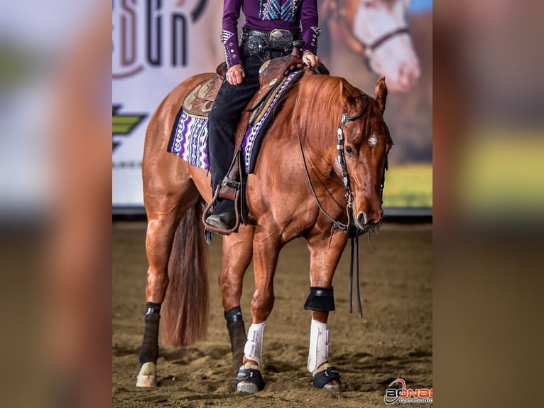 American Quarter Horse Ruin 5 Jaar Vos in Ums