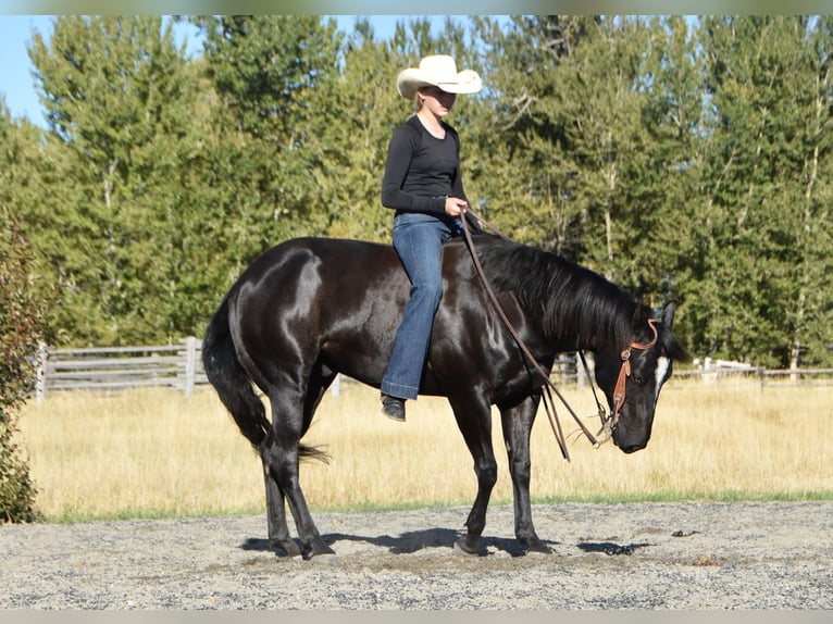 American Quarter Horse Ruin 5 Jaar Zwart in Bozeman