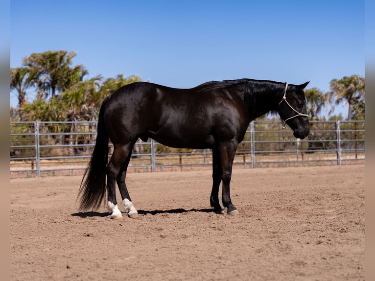American Quarter Horse Ruin 5 Jaar Zwart in Nevis