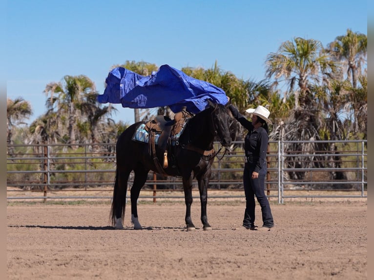 American Quarter Horse Ruin 5 Jaar Zwart in Nevis