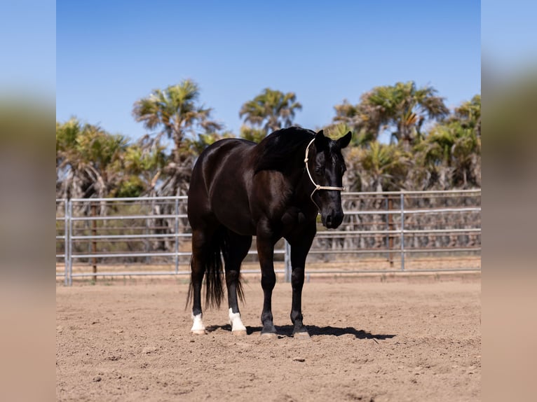 American Quarter Horse Ruin 5 Jaar Zwart in Nevis