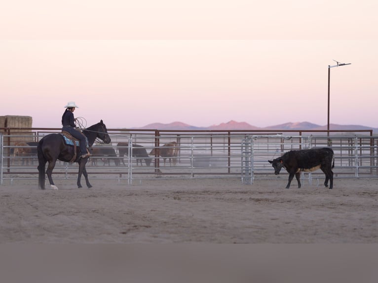 American Quarter Horse Ruin 5 Jaar Zwart in Nevis