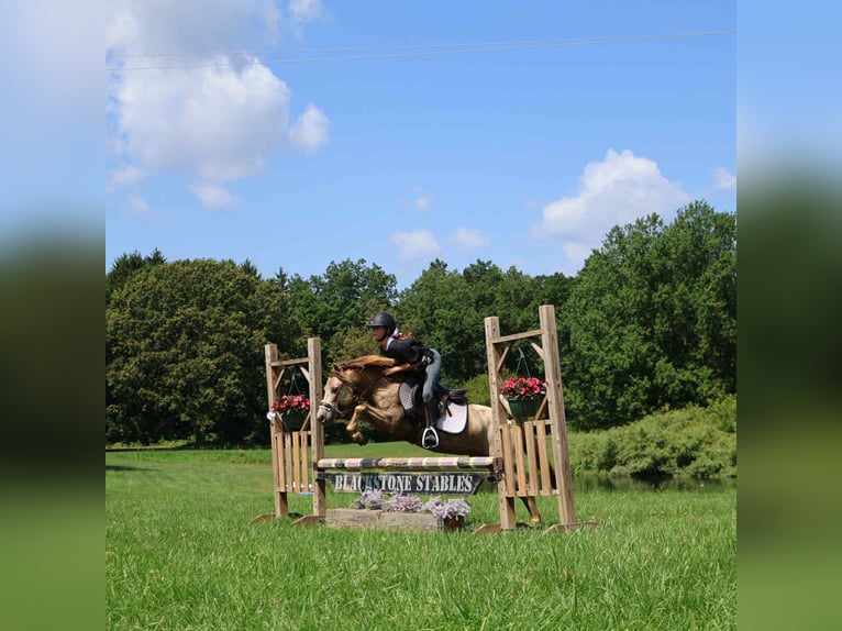 American Quarter Horse Ruin 6 Jaar 124 cm Champagne in Howell, MI