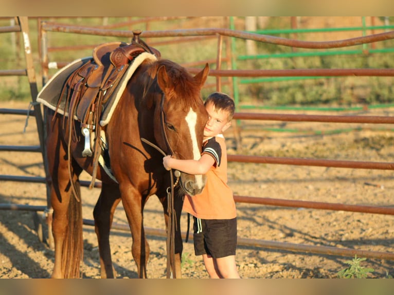 American Quarter Horse Ruin 6 Jaar 130 cm Donkere-vos in Stephenville TX