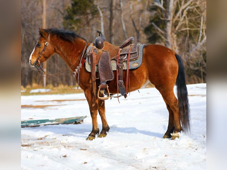 American Quarter Horse Ruin 6 Jaar 130 cm Roodbruin in Santa Fe TN