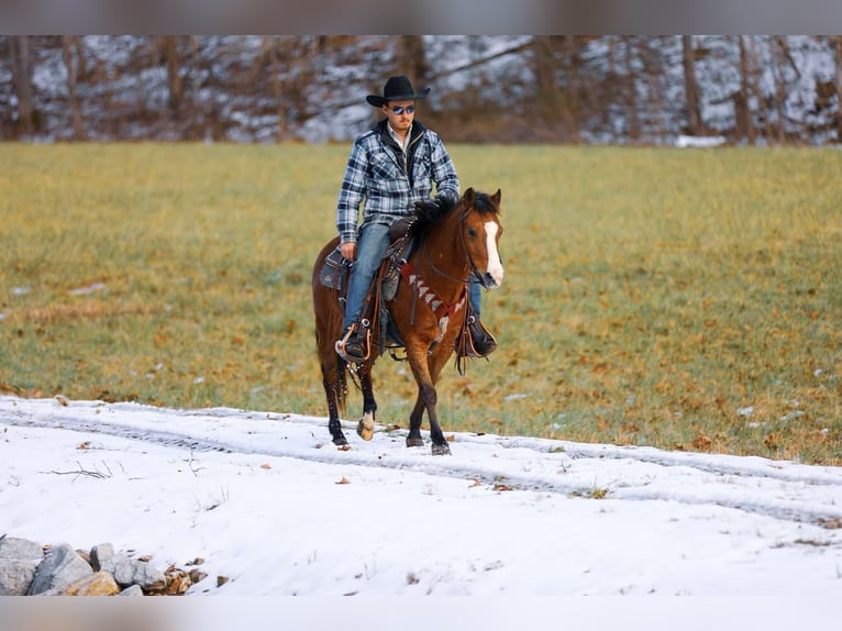 American Quarter Horse Ruin 6 Jaar 130 cm Roodbruin in Santa Fe TN