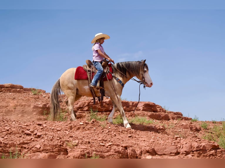 American Quarter Horse Ruin 6 Jaar 132 cm Buckskin in Canyon TX