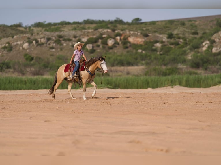 American Quarter Horse Ruin 6 Jaar 132 cm Buckskin in Canyon TX