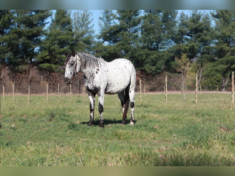 American Quarter Horse Ruin 6 Jaar 132 cm Schimmel in North Judson In