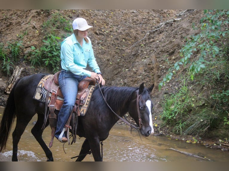 American Quarter Horse Ruin 6 Jaar 135 cm Zwart in Rusk TX