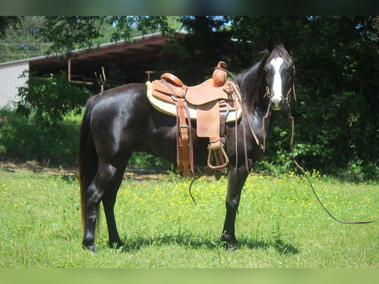 American Quarter Horse Ruin 6 Jaar 135 cm Zwart in Rusk TX