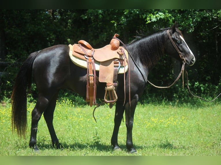 American Quarter Horse Ruin 6 Jaar 135 cm Zwart in Rusk TX