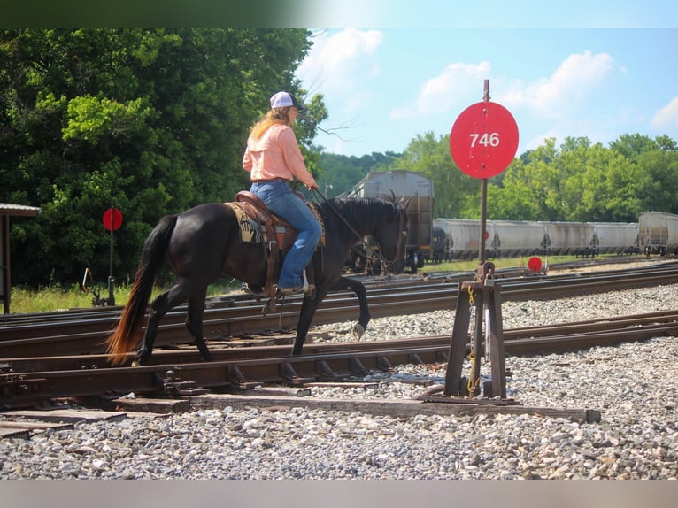 American Quarter Horse Ruin 6 Jaar 135 cm Zwart in Rusk TX