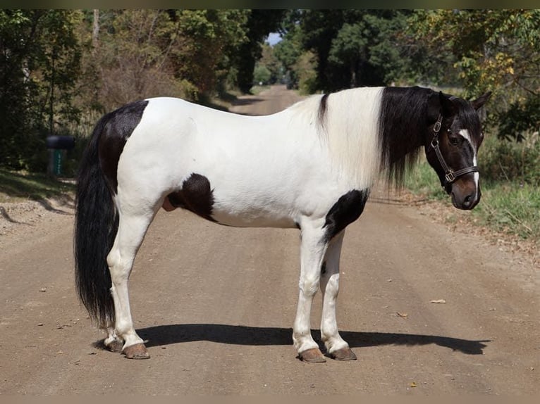 American Quarter Horse Ruin 6 Jaar 137 cm Tobiano-alle-kleuren in Howell MI