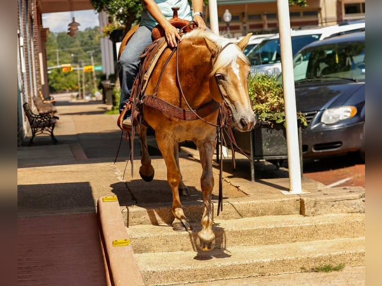 American Quarter Horse Ruin 6 Jaar 140 cm Palomino in Rusk TX