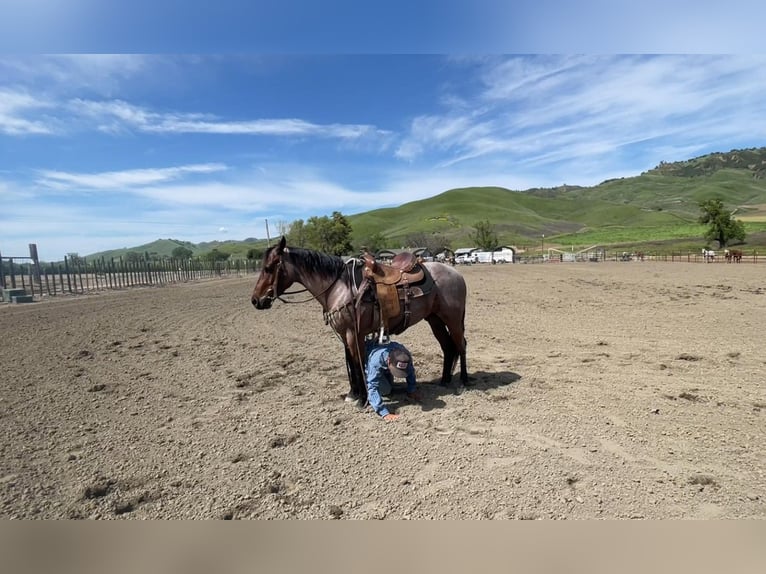 American Quarter Horse Ruin 6 Jaar 140 cm Roan-Bay in Paicines CA