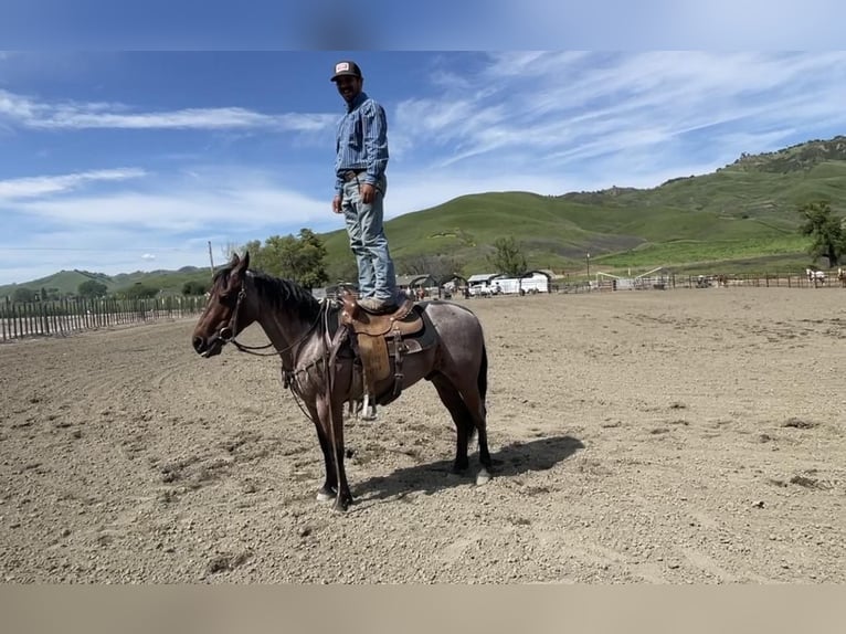 American Quarter Horse Ruin 6 Jaar 140 cm Roan-Bay in Paicines CA