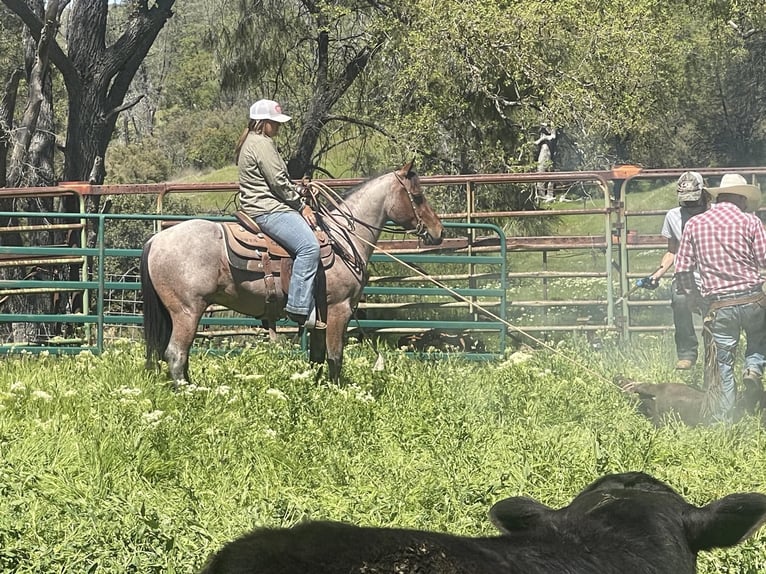 American Quarter Horse Ruin 6 Jaar 140 cm Roan-Bay in Paicines CA