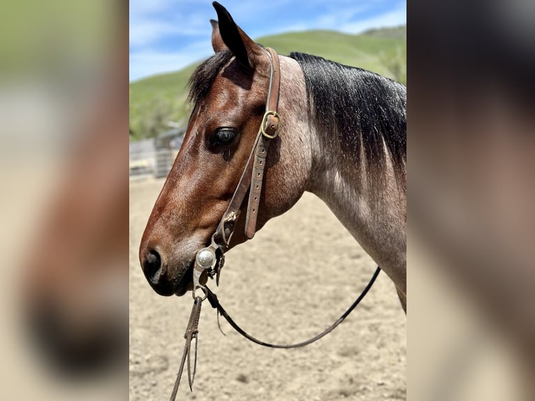 American Quarter Horse Ruin 6 Jaar 140 cm Roan-Bay in Paicines CA