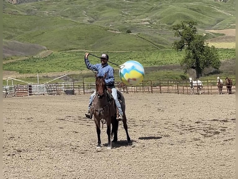 American Quarter Horse Ruin 6 Jaar 140 cm Roan-Bay in Paicines CA