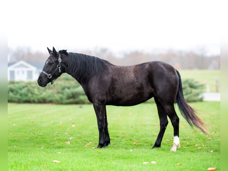 American Quarter Horse Ruin 6 Jaar 140 cm Zwart in Shipshewana IN