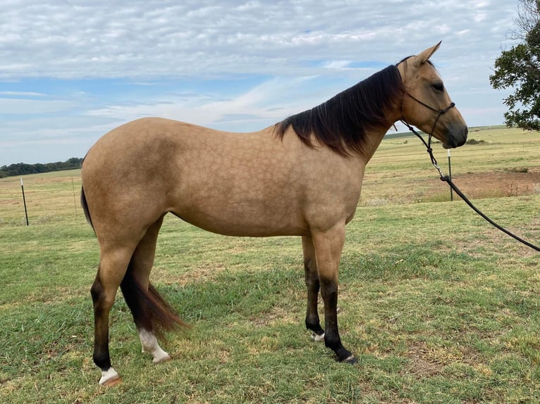 American Quarter Horse Ruin 6 Jaar 142 cm Buckskin in Rising Star, TX