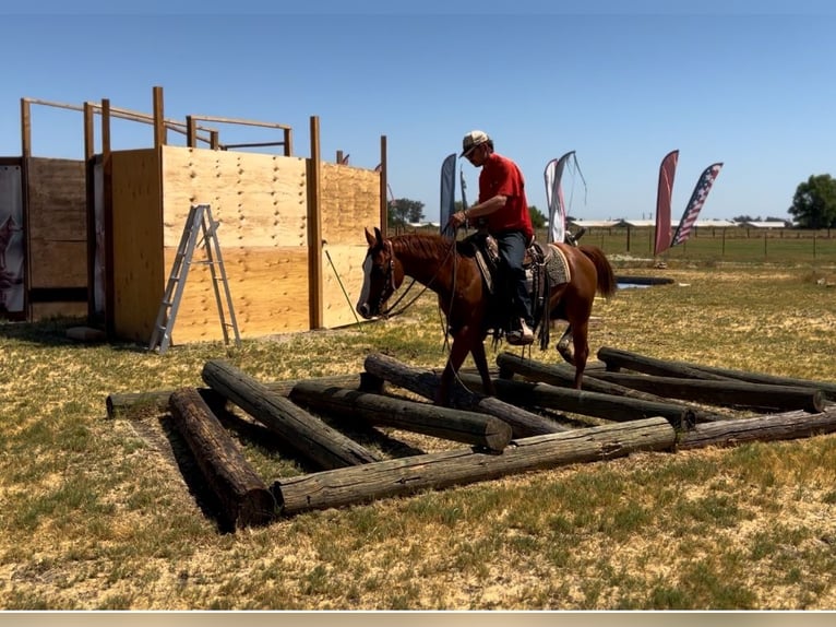 American Quarter Horse Ruin 6 Jaar 142 cm Donkere-vos in Atwater CA