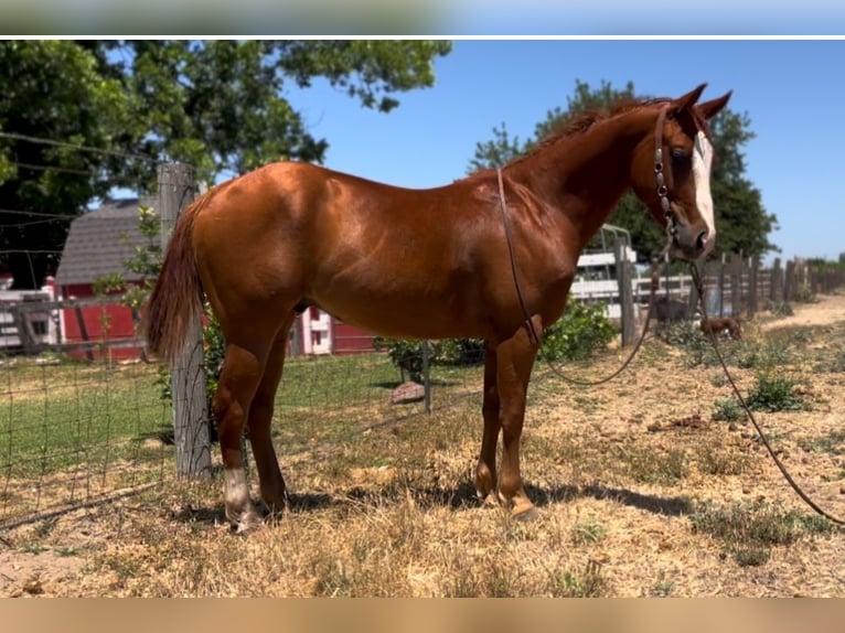 American Quarter Horse Ruin 6 Jaar 142 cm Donkere-vos in Atwater CA