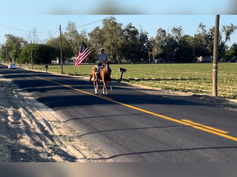 American Quarter Horse Ruin 6 Jaar 142 cm Donkere-vos in Atwater CA