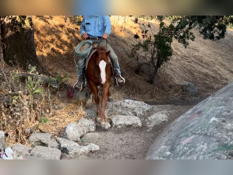 American Quarter Horse Ruin 6 Jaar 142 cm Donkere-vos in Atwater CA