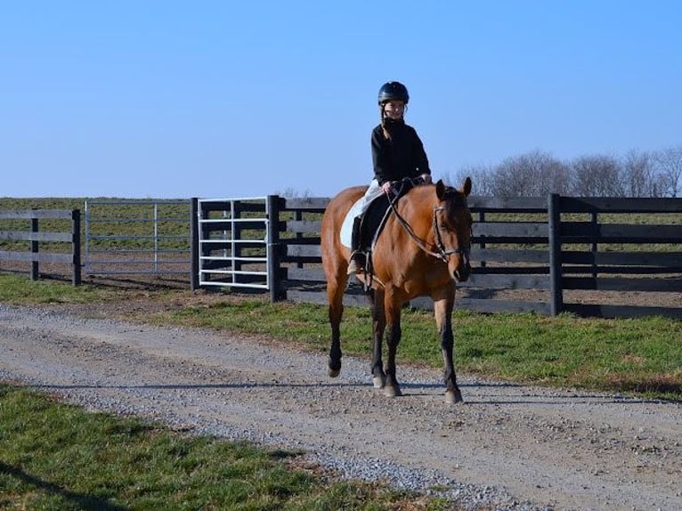 American Quarter Horse Ruin 6 Jaar 142 cm Falbe in Fredricksburg OH