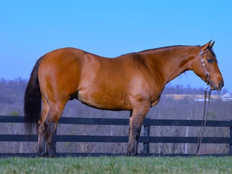 American Quarter Horse Ruin 6 Jaar 142 cm Falbe in Fredricksburg OH