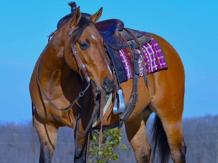 American Quarter Horse Ruin 6 Jaar 142 cm Falbe in Fredricksburg OH