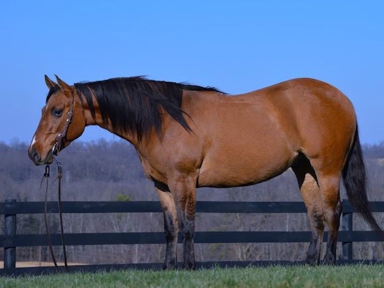 American Quarter Horse Ruin 6 Jaar 142 cm Falbe in Fredricksburg OH