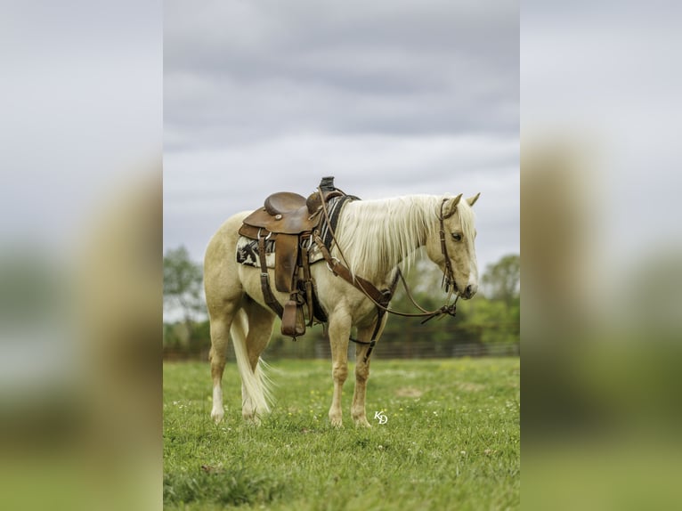American Quarter Horse Ruin 6 Jaar 142 cm Palomino in Herrick