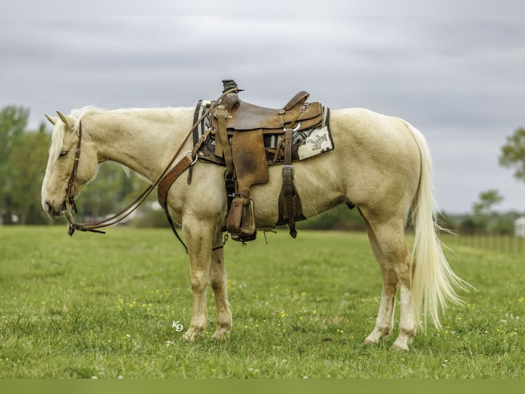 American Quarter Horse Ruin 6 Jaar 142 cm Palomino in Herrick