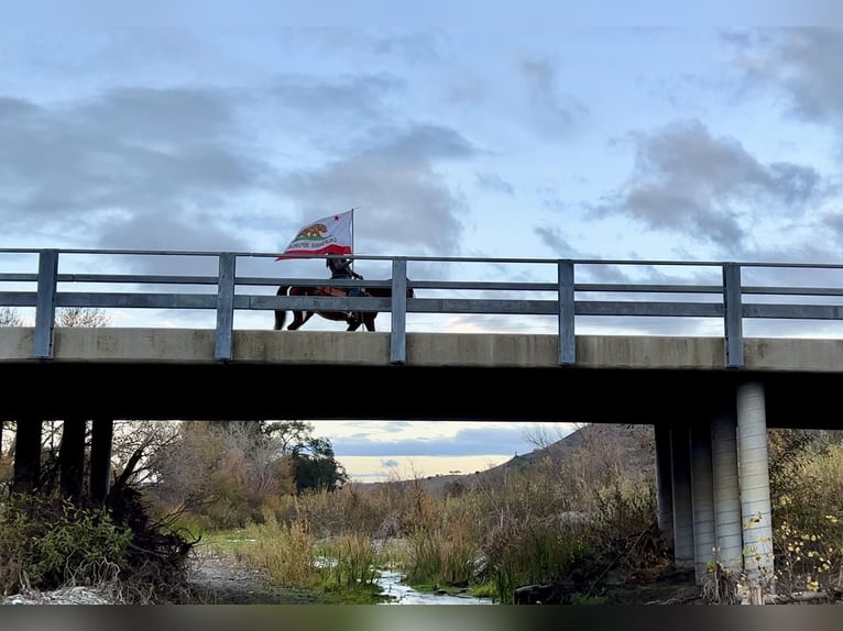 American Quarter Horse Ruin 6 Jaar 142 cm Roan-Red in Paicines, CA