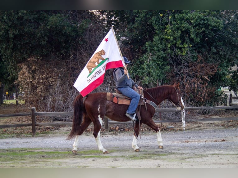 American Quarter Horse Ruin 6 Jaar 142 cm Roan-Red in Paicines, CA