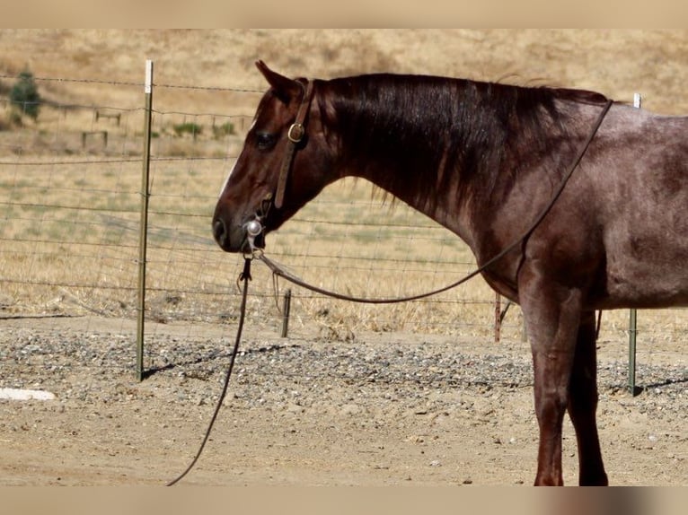 American Quarter Horse Ruin 6 Jaar 142 cm Roan-Red in Paicines, CA