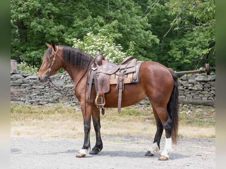 American Quarter Horse Ruin 6 Jaar 142 cm Roodbruin in Everett PA