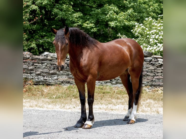 American Quarter Horse Ruin 6 Jaar 142 cm Roodbruin in Everett PA