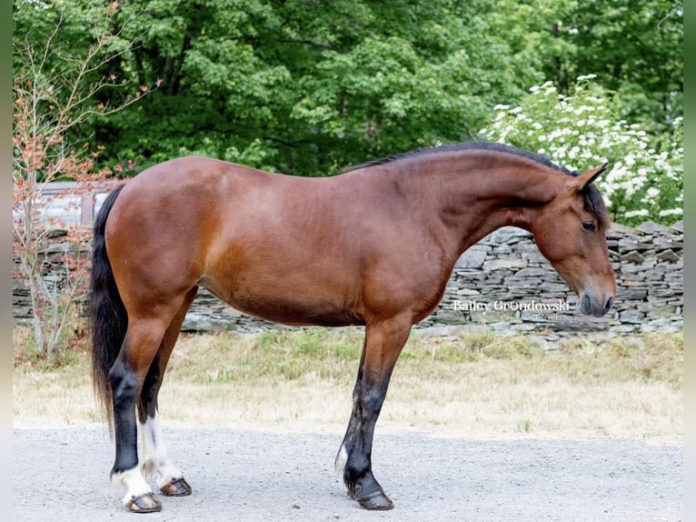 American Quarter Horse Ruin 6 Jaar 142 cm Roodbruin in Everett PA