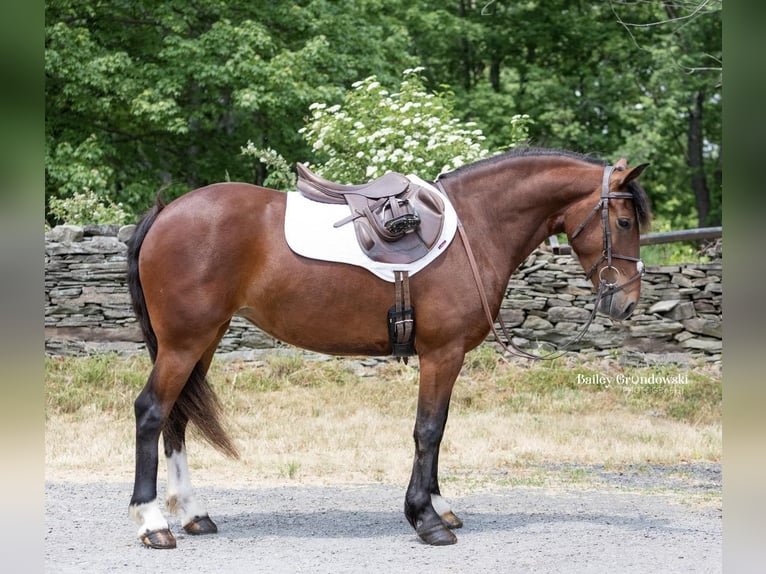 American Quarter Horse Ruin 6 Jaar 142 cm Roodbruin in Everett PA